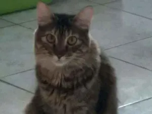 Gato raça SRD idade 1 ano nome Ritinha