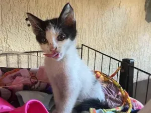 Gato raça Srd idade Abaixo de 2 meses nome Xuxu castrada