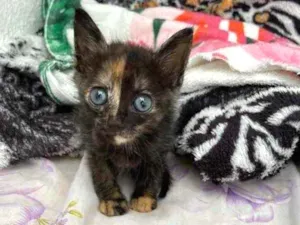 Gato raça Srd idade Abaixo de 2 meses nome Cely castrada