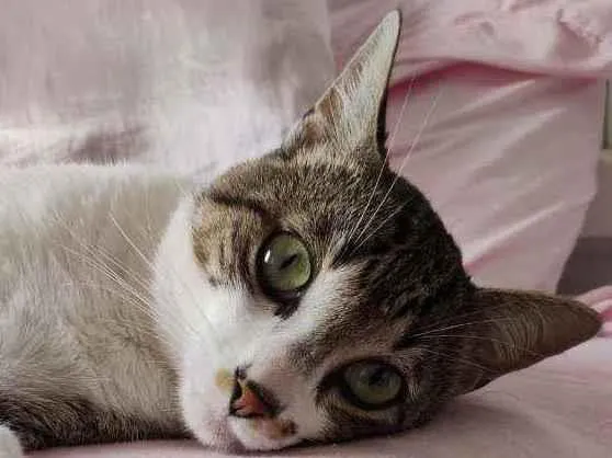 Gato raça SRD idade 1 ano nome Gatinho