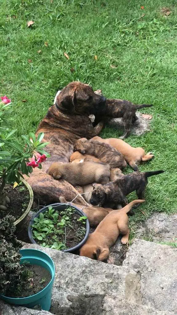 Cachorro ra a Cane Corso não puro idade Abaixo de 2 meses nome Muitos