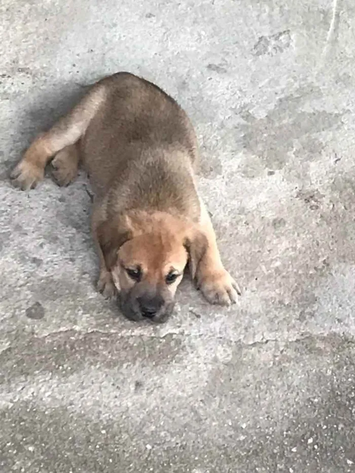 Cachorro ra a Cane Corso não puro idade Abaixo de 2 meses nome Muitos