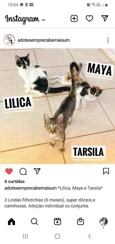 Gato ra a srd idade 2 a 6 meses nome Maya