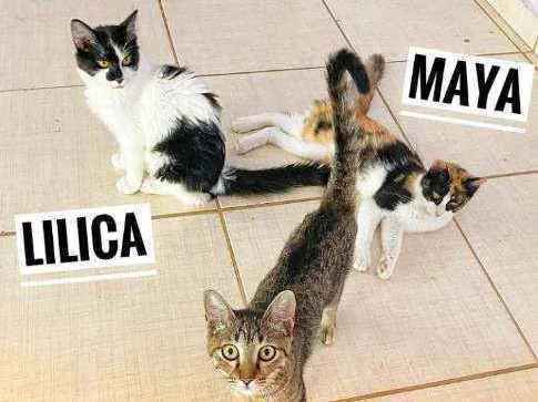 Gato ra a srd idade 2 a 6 meses nome Maya