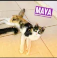 Maya