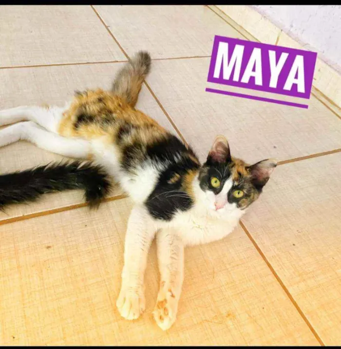 Gato ra a srd idade 2 a 6 meses nome Maya