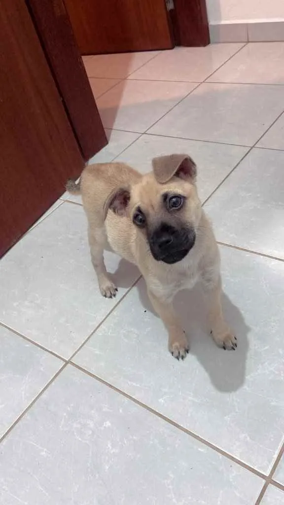 Cachorro raça  idade 2 a 6 meses nome DUDA