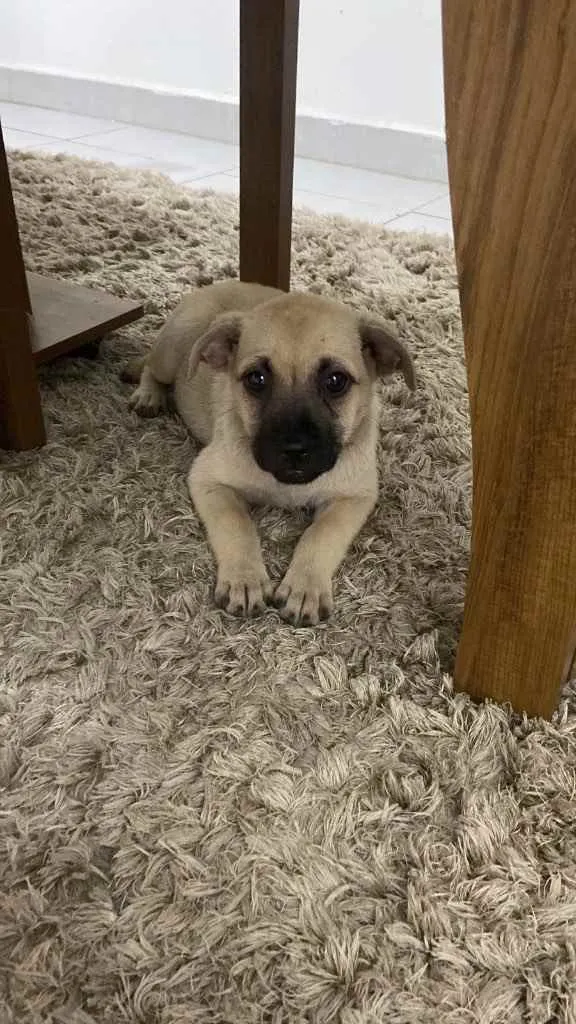 Cachorro raça  idade 2 a 6 meses nome DUDA