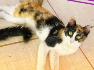 Gato raça srd idade 2 a 6 meses nome Maya