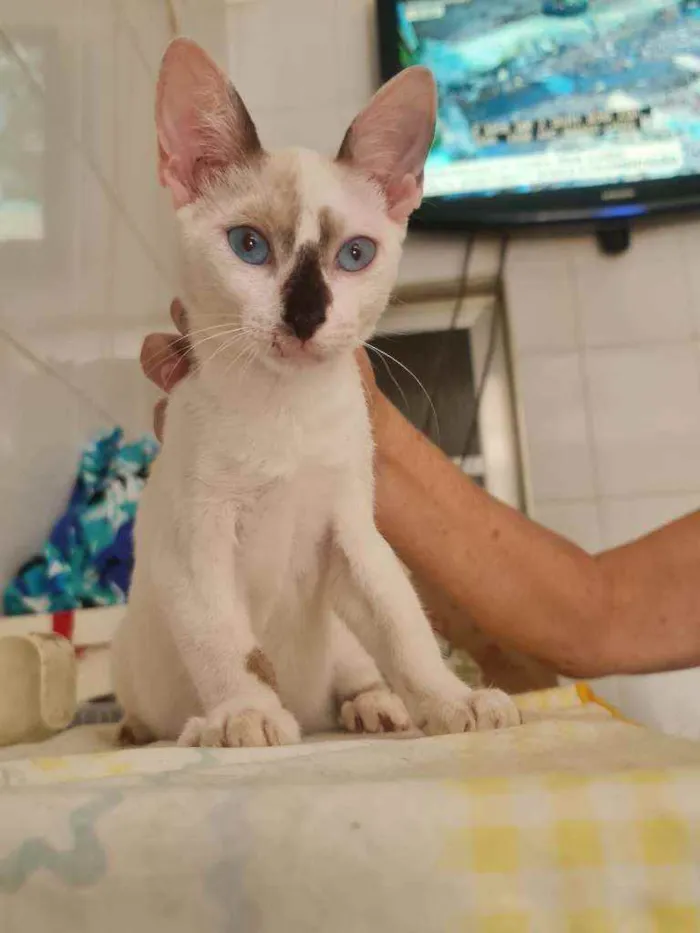 Gato ra a SRD idade 2 a 6 meses nome Kesha