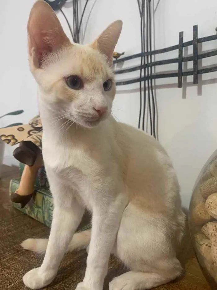 Gato ra a Se raça definida  idade 2 a 6 meses nome Paçoca 