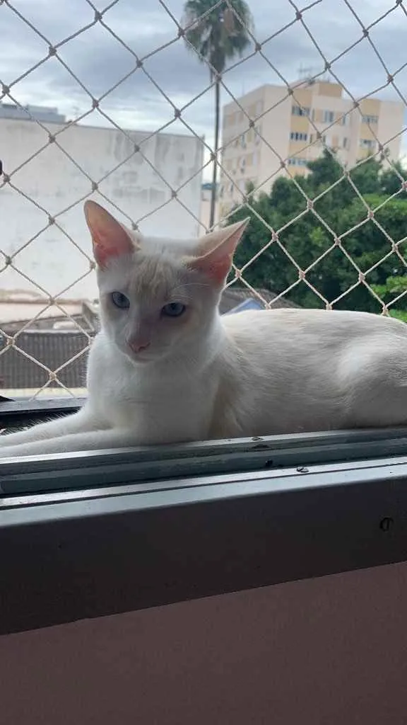 Gato ra a Se raça definida  idade 2 a 6 meses nome Paçoca 