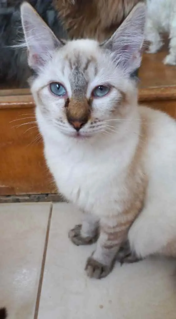 Gato raça Srd  idade 2 a 6 meses nome Misha 