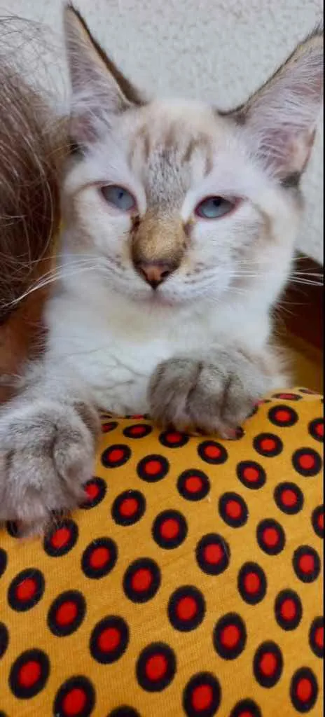 Gato raça Srd  idade 2 a 6 meses nome Misha 