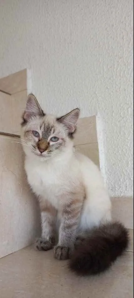 Gato raça Srd  idade 2 a 6 meses nome Misha 