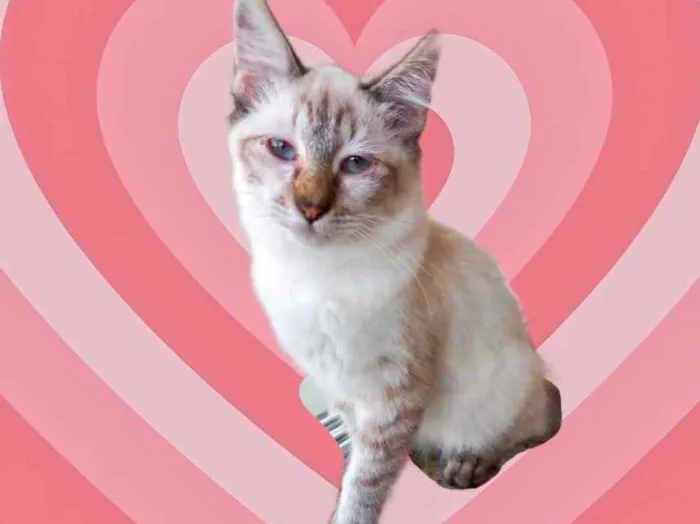 Gato raça Srd  idade 2 a 6 meses nome Misha 