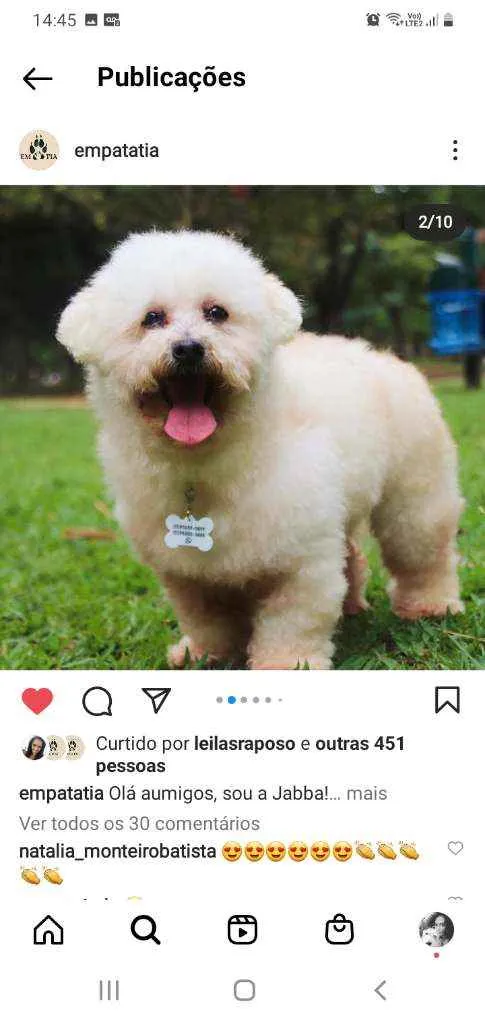 Cachorro ra a poodle idade 6 ou mais anos nome Jabba