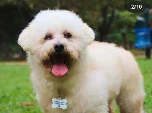 Cachorro ra a poodle idade 6 ou mais anos nome Jabba