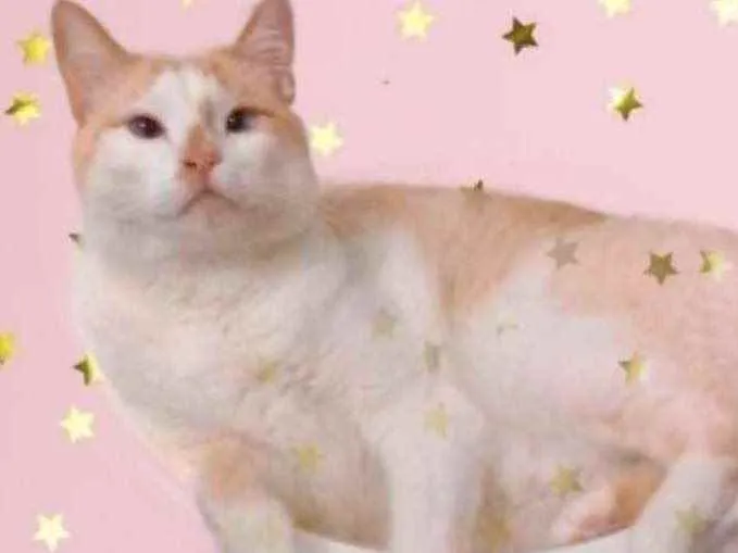 Gato raça Srd  idade 2 anos nome Luck amoroso 