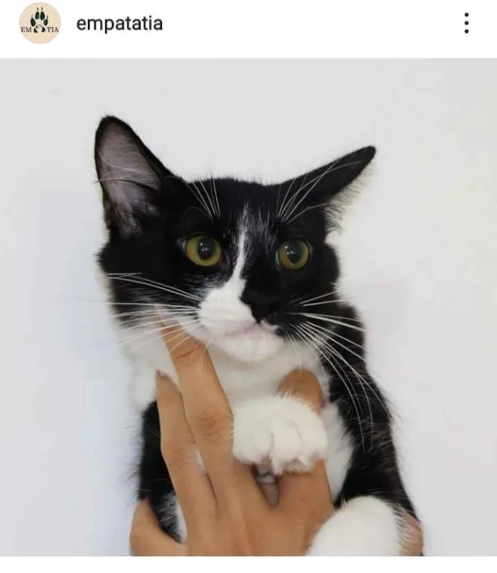 Gato ra a srd idade 2 anos nome Elsa