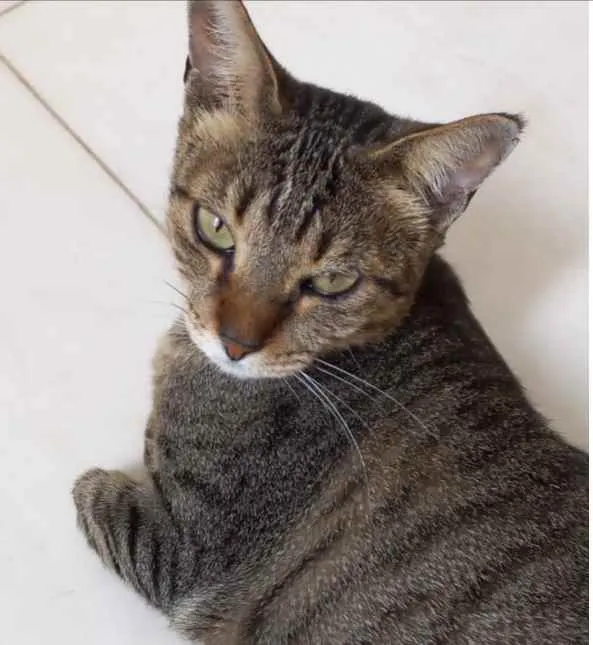 Gato raça Srd  idade 7 a 11 meses nome Stella Linda tigrada