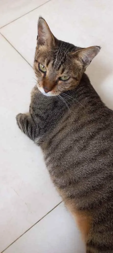 Stella Linda tigrada