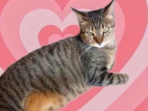 Gato raça Srd  idade 7 a 11 meses nome Stella Linda tigrada