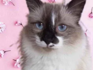 Gato raça Srd  idade 7 a 11 meses nome Kitty maravilhosa 