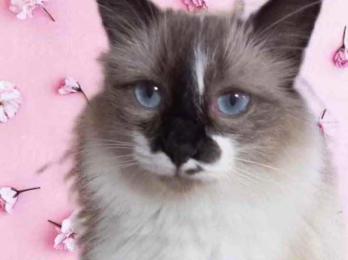 Gato raça Srd  idade 7 a 11 meses nome Kitty maravilhosa 