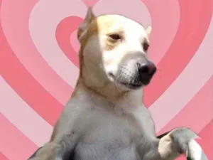 Cachorro raça Srd idade 1 ano nome Trovão bonzinho 