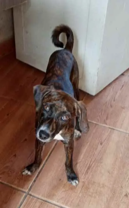 Cachorro raça Pinscher mix srd  idade 7 a 11 meses nome Molly bb8meses 
