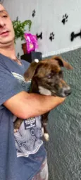 Cachorro raça Pinscher mix srd  idade 7 a 11 meses nome Molly bb8meses 