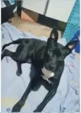 Cachorro raça Srd  idade 7 a 11 meses nome Alina 9 meses linda 