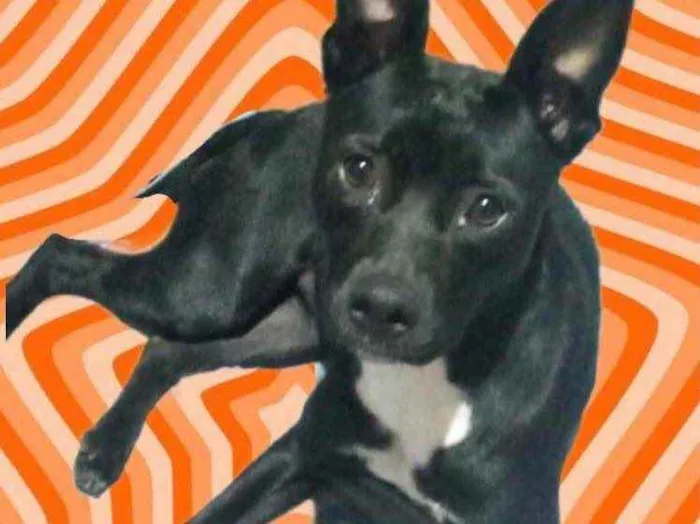 Cachorro raça Srd  idade 7 a 11 meses nome Alina 9 meses linda 