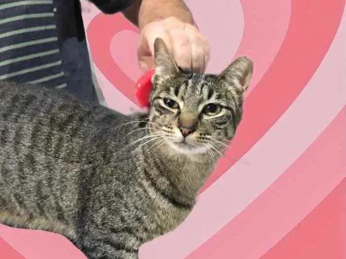 Gato raça Srd  idade 1 ano nome Gucci lindo 