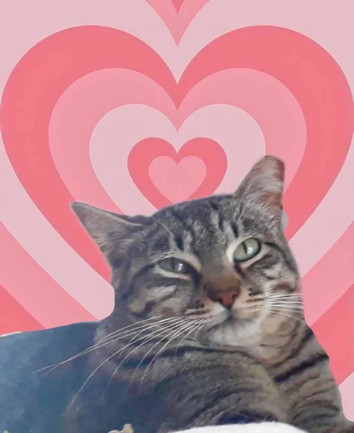 Gato raça Srd  idade 1 ano nome Giorgio 