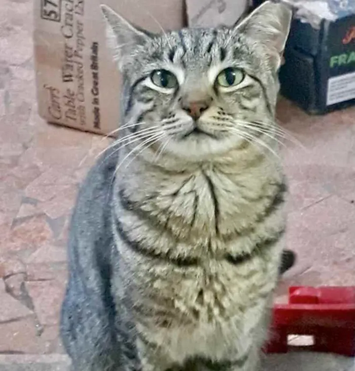 Gato raça Srd  idade 1 ano nome Giorgio 