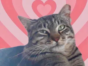 Gato raça Srd  idade 1 ano nome Giorgio 