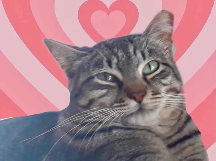 Gato raça Srd  idade 1 ano nome Giorgio 