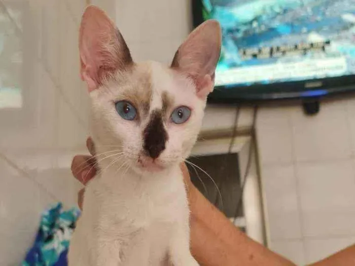 Gato ra a SRD idade 2 a 6 meses nome Kesha