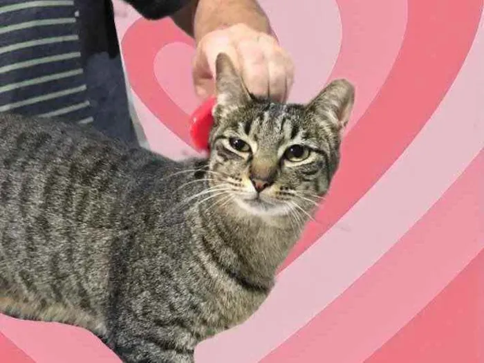 Gato raça Srd  idade 1 ano nome Gucci lindo 