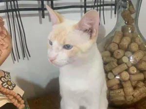 Gato raça Se raça definida  idade 2 a 6 meses nome Paçoca 