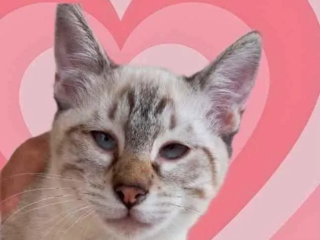 Gato raça Srd  idade 2 a 6 meses nome Pipoca  lindo 