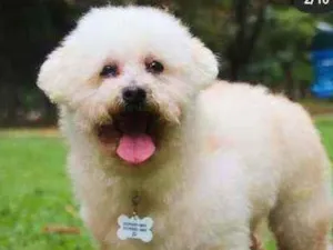 Cachorro raça poodle idade 6 ou mais anos nome Jabba