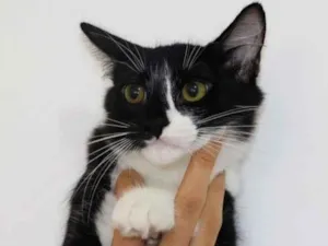 Gato raça srd idade 2 anos nome Elsa