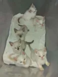 Gatinhos para adoção