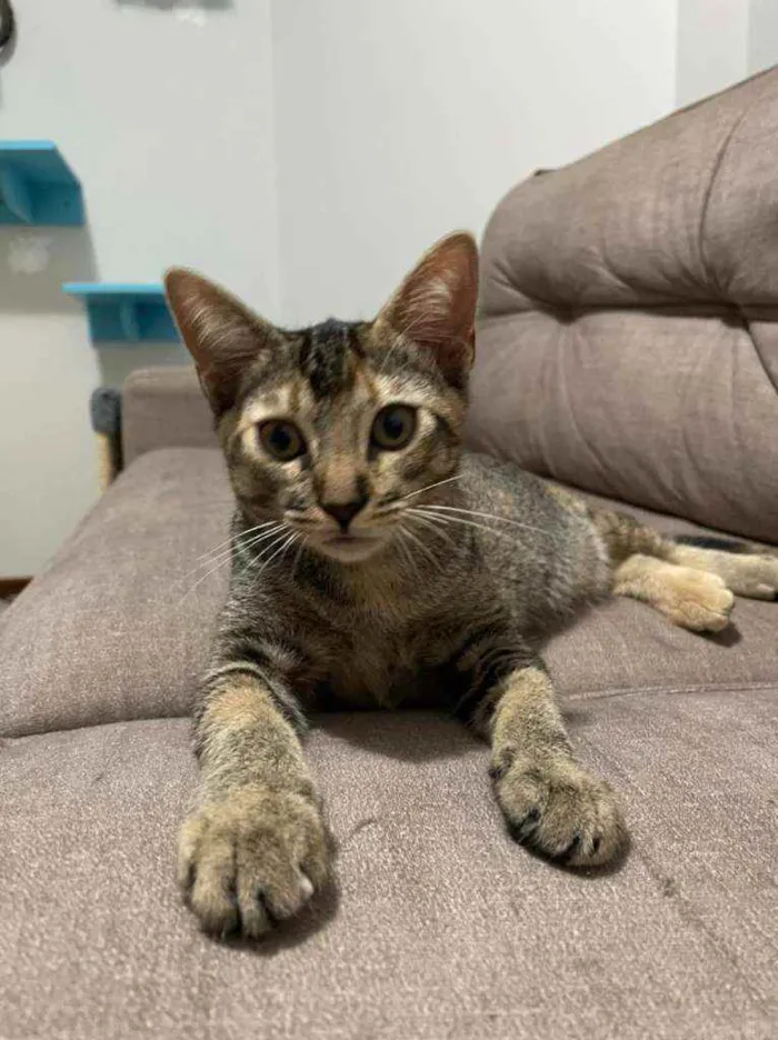 Gato ra a SRD idade 2 a 6 meses nome Chiquinha e Pópis