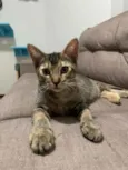 Chiquinha e Pópis