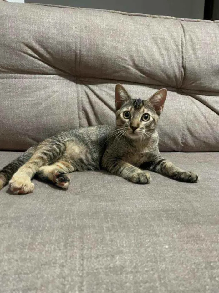Gato ra a SRD idade 2 a 6 meses nome Chiquinha e Pópis