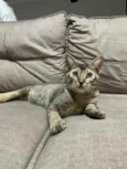 Chiquinha e Pópis